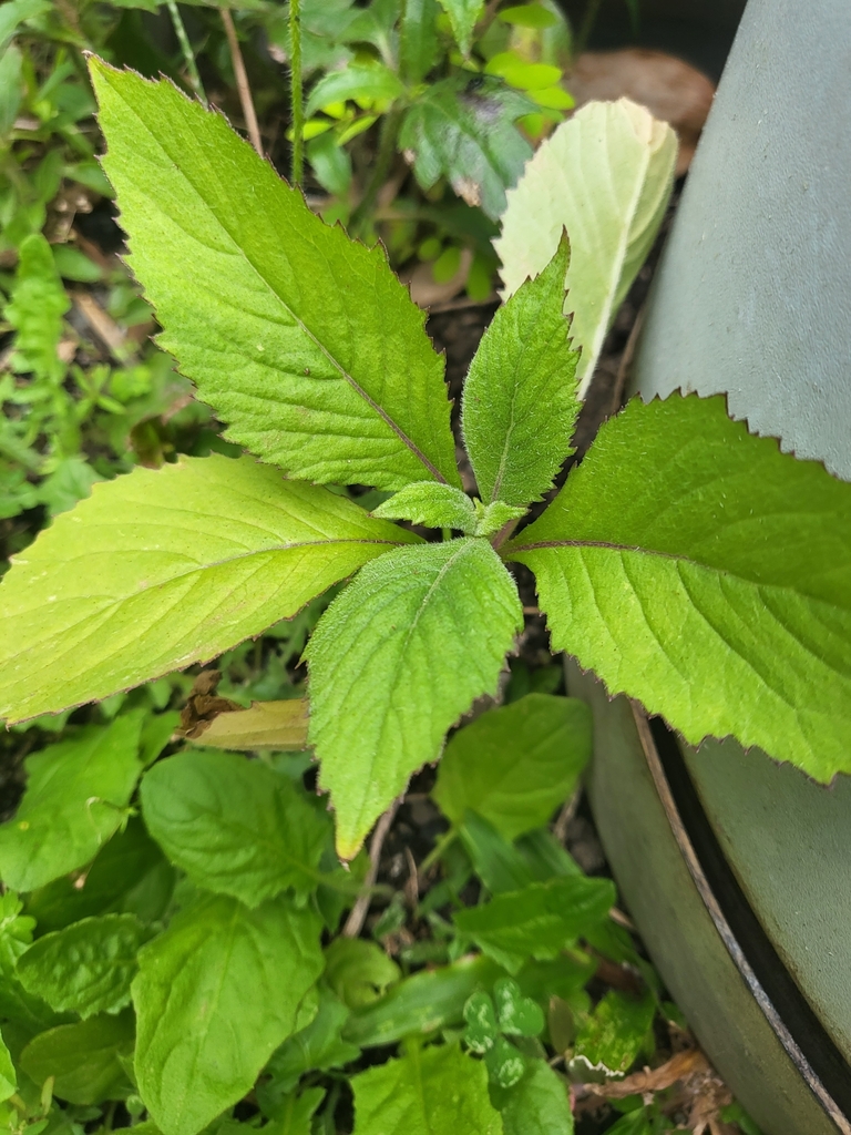 redflower ragleaf from Redlynch on August 28, 2023 at 03:58 PM by ...