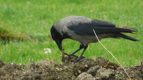 Hooded Crow
