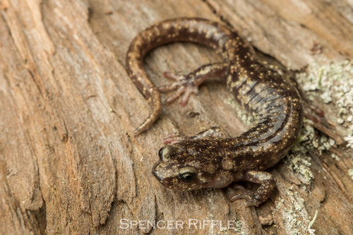 Wandering Salamander