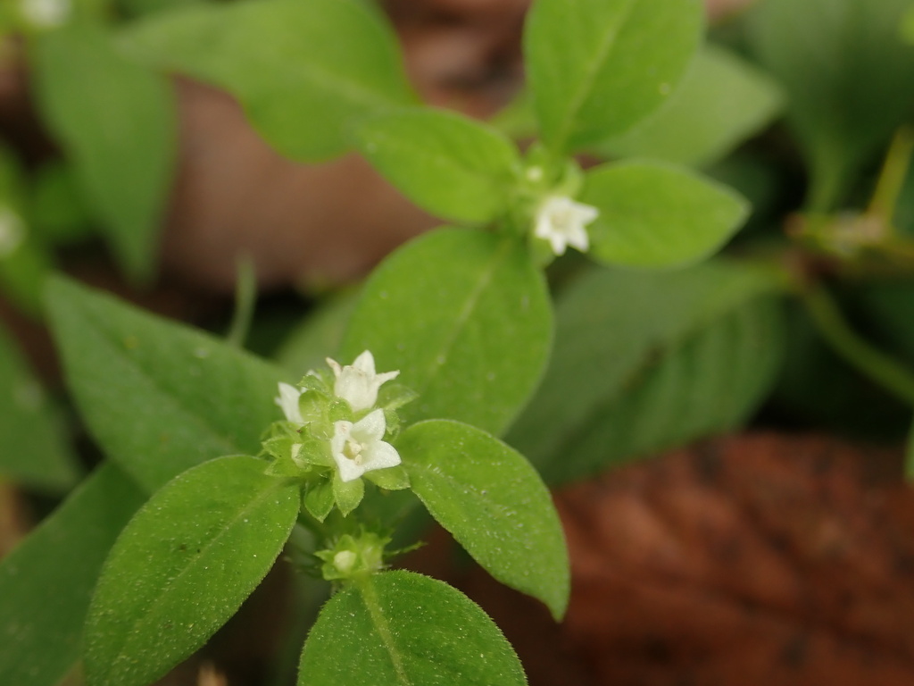 Neanotis hirsuta (Neanotis hirsuta)