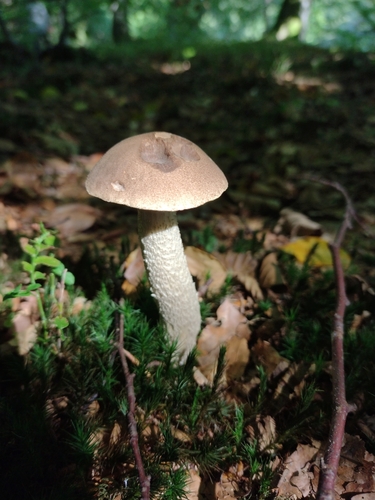 Leccinum cyaneobasileucum Lannoy & Estadès