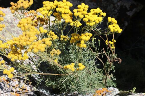 Tanacetum abrotanifolium