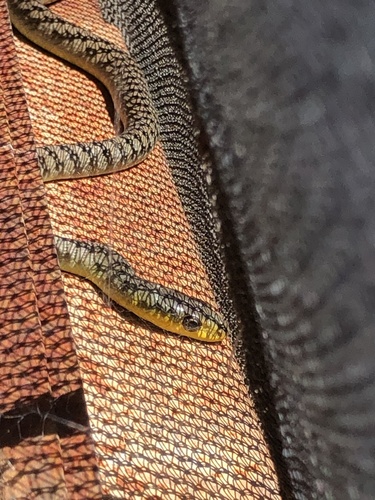 Common Tree Snake sighting