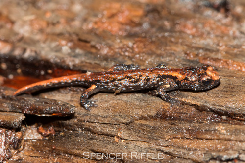 Wandering Salamander