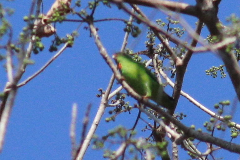 Wallace's Hanging-Parrot photo