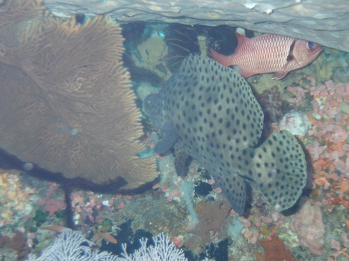 Humpback Grouper — seen at this dive site