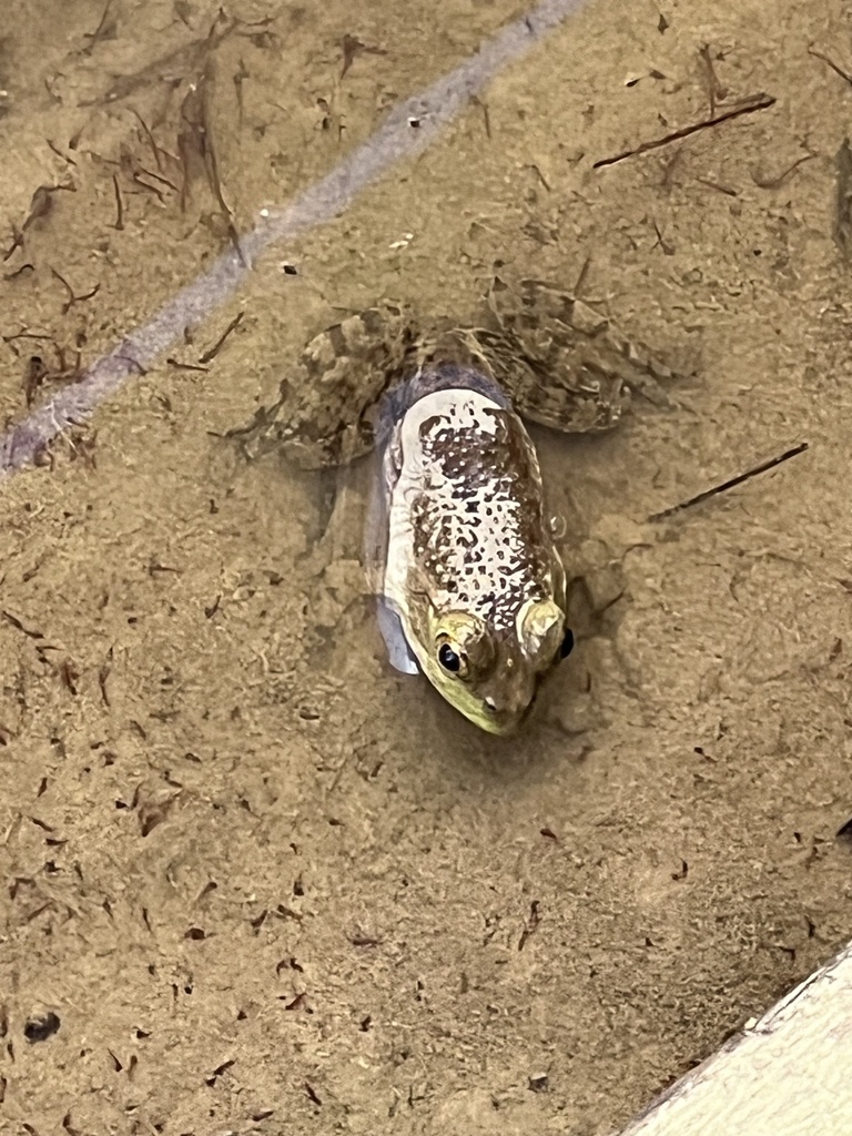American Bullfrog from Eno Valley Elementary School, Durham, NC, US on September 8, 2023 at 08