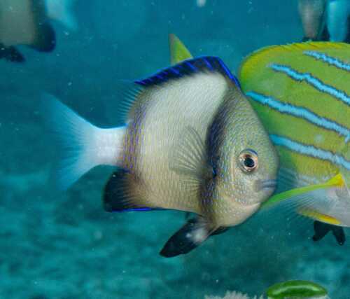 Indian Dascyllus