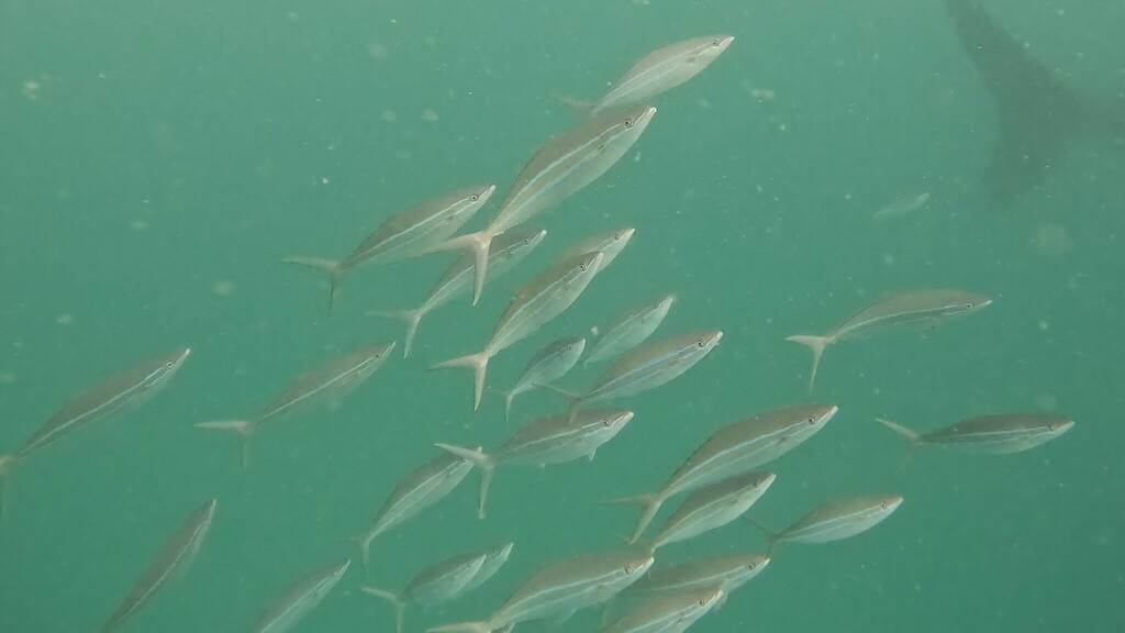 Rainbow runner