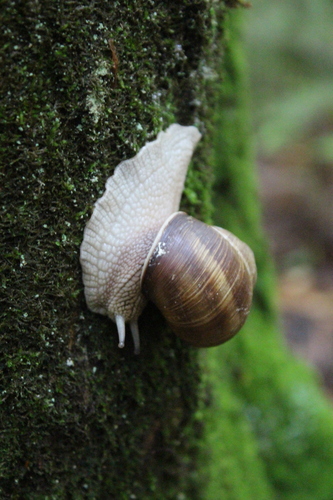 Roman Snail
