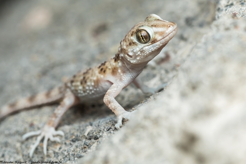 Caspian Bent-toed Gecko
