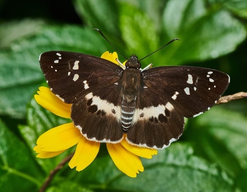 Daimio tethys (Ménétriés, 1857)