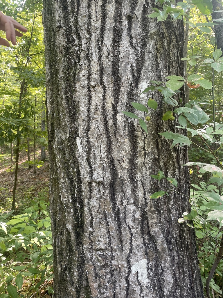 참나무속 from S Lakeshore Dr, Homewood, AL, US on 2023년 09월... 10:39 오전 by Molly Gray · iNaturalist 참나무속 (Genus Quercus)