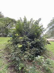 Schefflera arboricola image