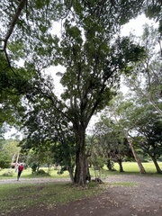 Mangifera indica image
