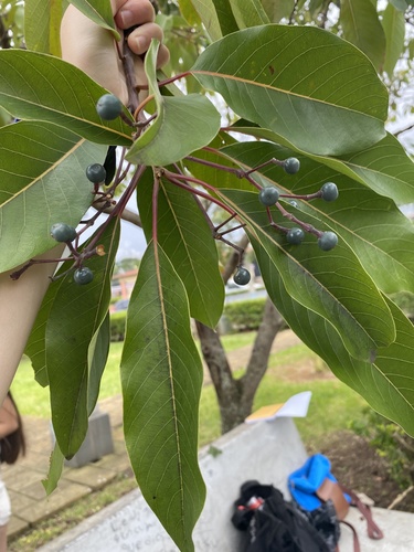 Persea caerulea - Flowers