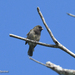 Hispaniolan/Jamaican Black-Faced Grassquit - Photo (c) Mário Estevens, all rights reserved, uploaded by Mário Estevens