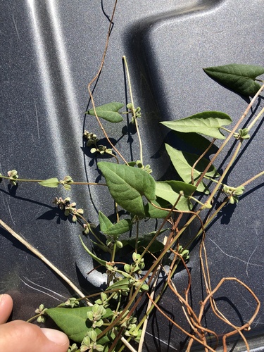 Black-bindweed