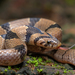 Tillack's Kukri Snake - Photo (c) Zeev NG, all rights reserved, uploaded by Zeev NG
