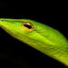 Northern Western Ghats Vine Snake - Photo (c) Zeev NG, all rights reserved, uploaded by Zeev NG