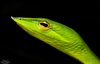 Northern Western Ghats Vine Snake - Photo (c) Zeev NG, all rights reserved, uploaded by Zeev NG