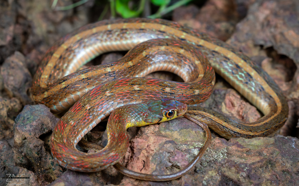 Buff Striped Keelback in September 2023 by Zeev Nitzan Ginsburg ...