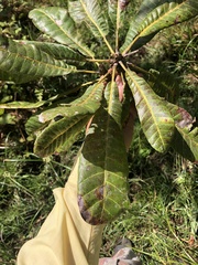 Chromolucuma congestifolia image