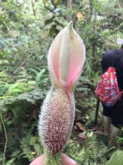 Philodendron verrucosum image