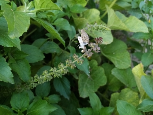 Lang's Short-tailed Blue