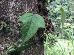 Passiflora menispermifolia image