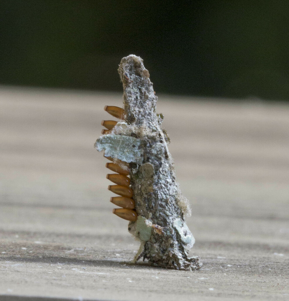 Bagworm Moths in May 2018 by Wanda Smith · iNaturalist