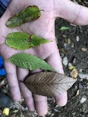 Ulmus mexicana image