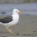 Lesser Black-backed Gull - Photo (c) Will Sweet, all rights reserved, uploaded by Will Sweet