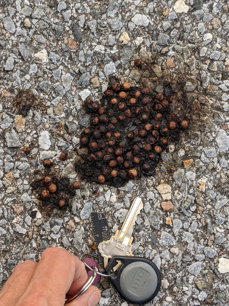 Ungulates, Carnivorans, and Allies from NRG Systems, Hinesburg, VT