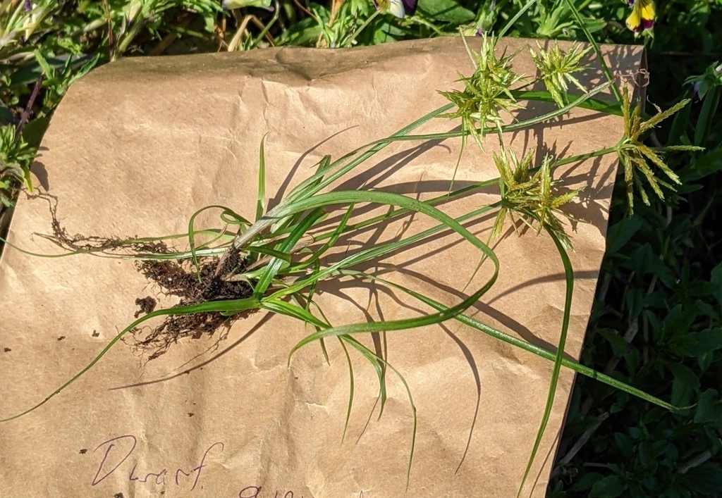 flatsedges from NRG Systems, Hinesburg, VT 05461, USA on September 8