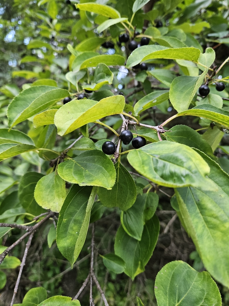 Common Buckthorn From Sharon Township, Oh, Usa On September 8, 2023 At 