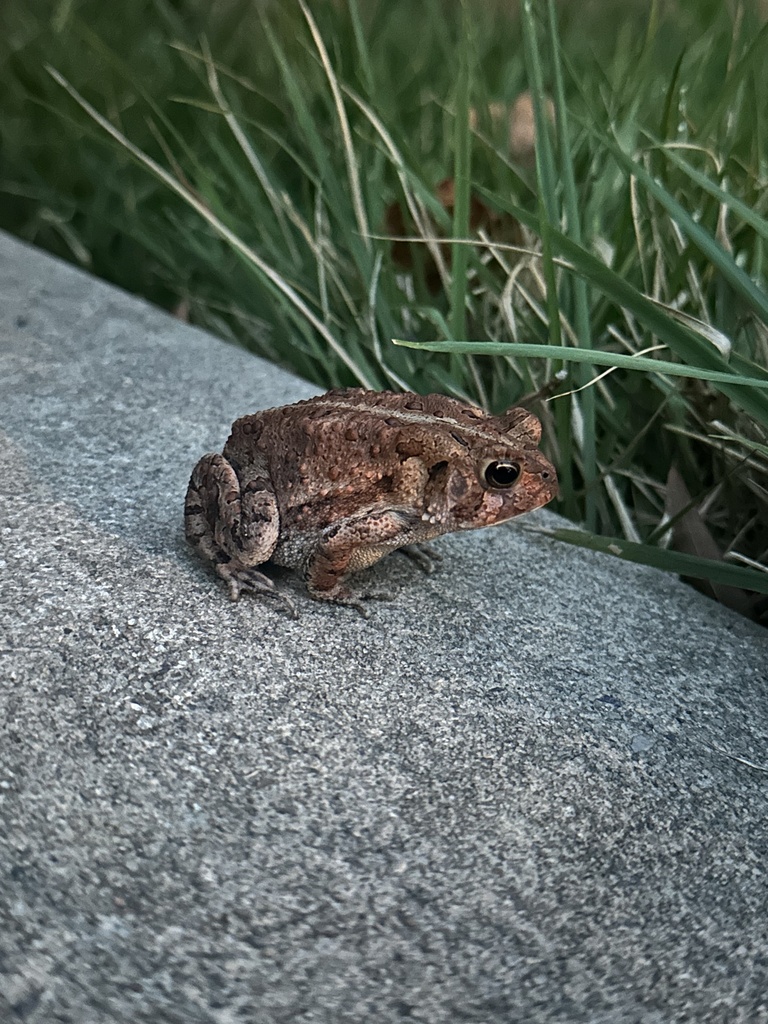 North American Toads from Elbury Dr, Apex, NC, US on September 8, 2023 ...
