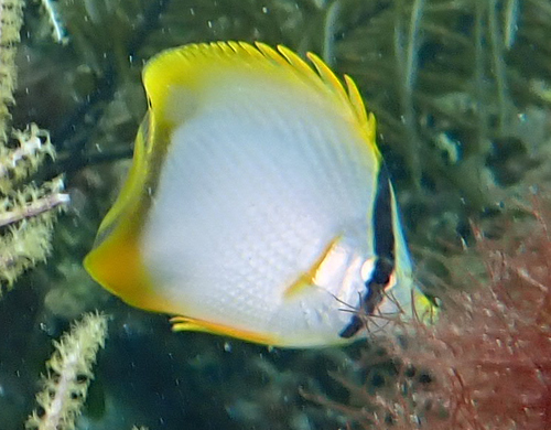 Spotfin Butterflyfish
