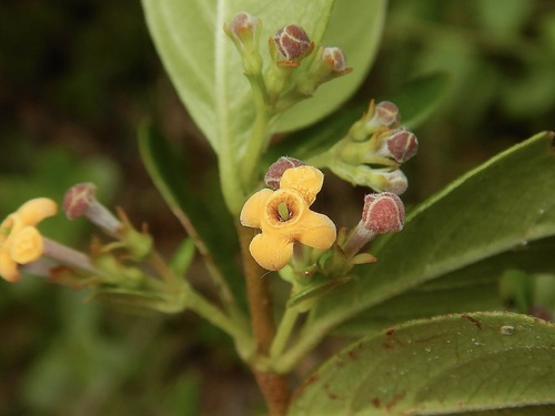 Rondeletia inermis (Spreng.) Krug & Urb.