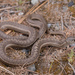 Western Terrestrial Garter Snake - Photo (c) Jake Scott, all rights reserved, uploaded by Jake Scott