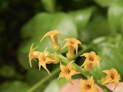 Tournefortia laurifolia Vent.