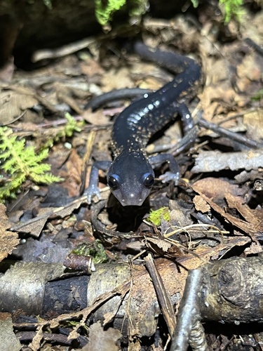 Southern Gray-cheeked Salamander