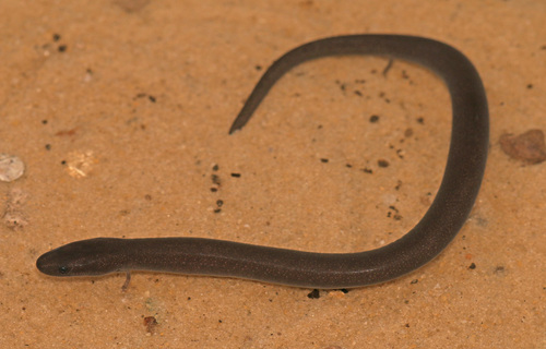 Three-toed Amphiuma