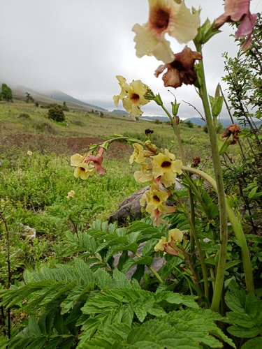 Incarvillea lutea