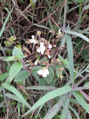 Chaetogastra longifolia image