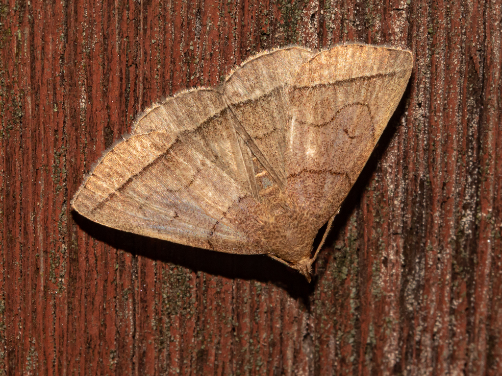 Early Fanfoot from Anne Arundel County, MD, USA on September 4, 2023