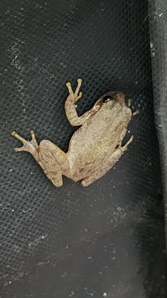 Holarctic Treefrogs from Wallridge, Wake Forest, NC 27587, USA on ...