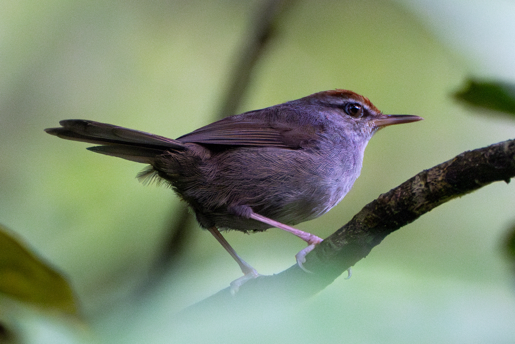 Fiji Bush Warbler photo