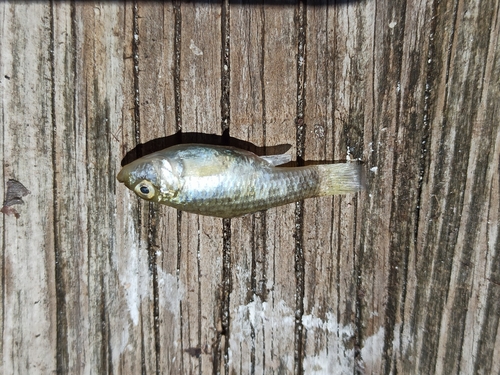 Black and Blue Pupfish