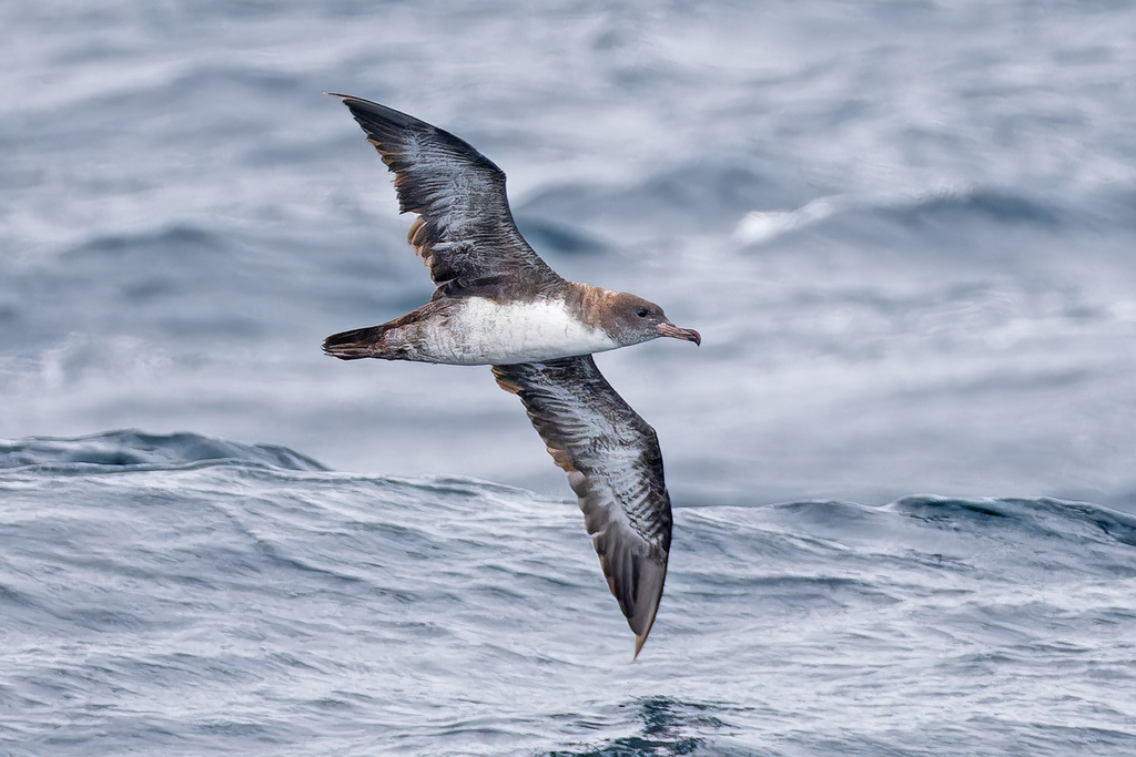 Pink-footed Shearwater (Ardenna creatopus) photo